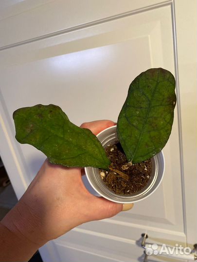 Хойя Hoya Lata Iskandar Clone A