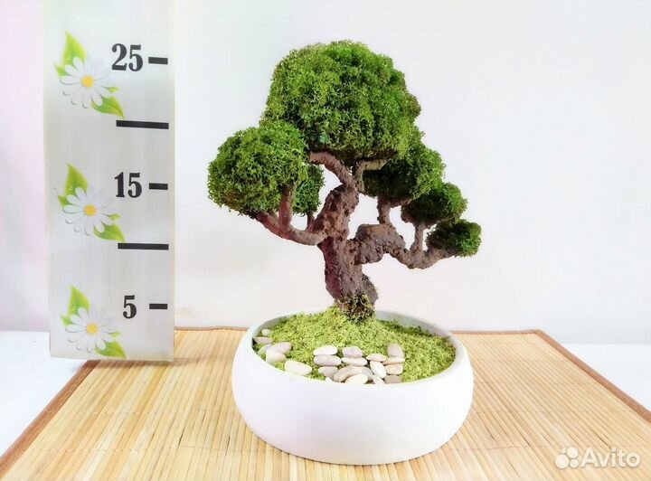 Фито бонсай из стабилизированного мха