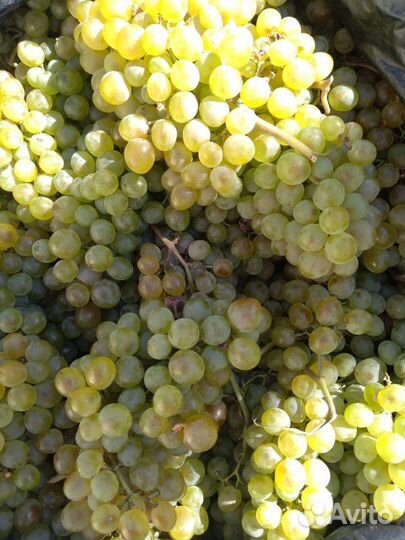 Виноград