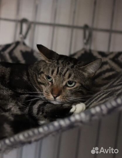 Котик-пацифист в поисках своего дома