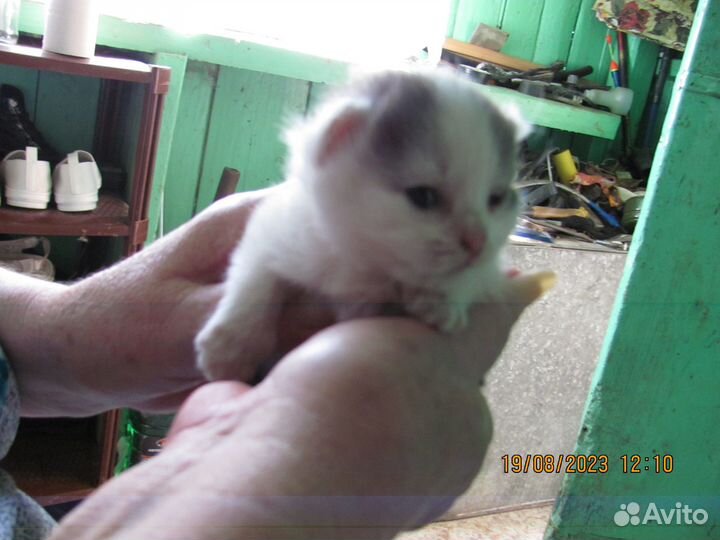 Котята отдам за монетку