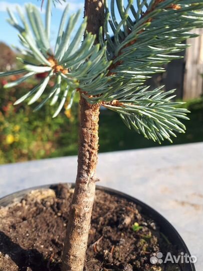 Ель голубая Глаука Глобоза