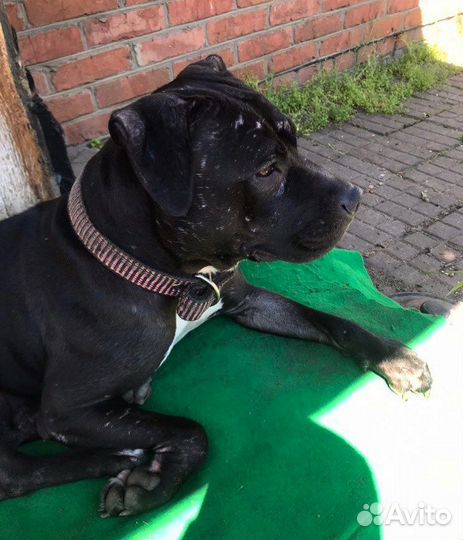 Питбультерьер в добрые руки