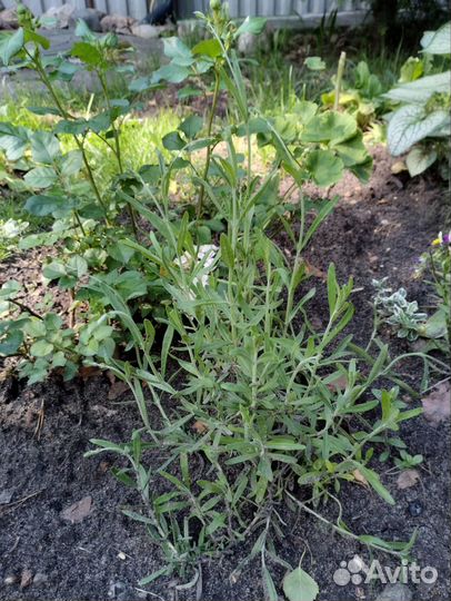 Лаванда саженцы