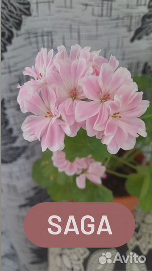 Пеларгонии сортовые