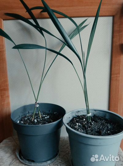 Детки Сансы циллиндрика и ареки