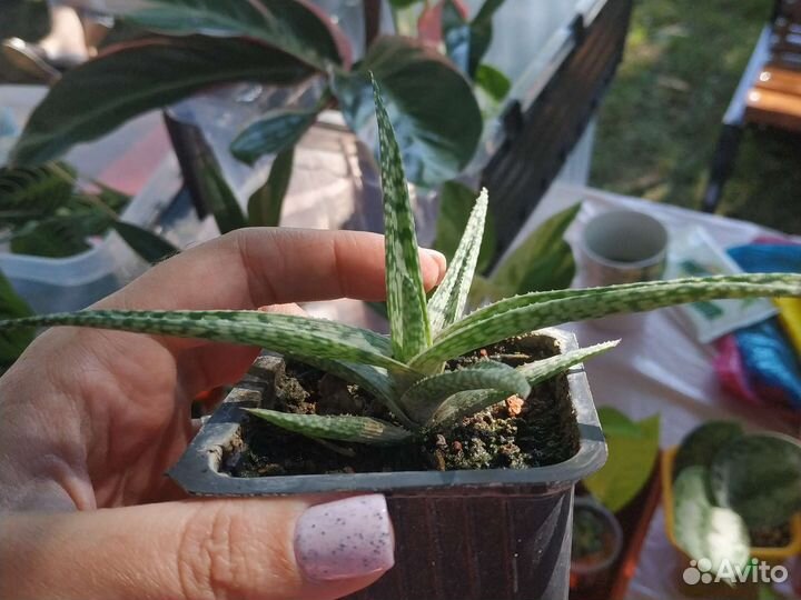 Алоэ и агава