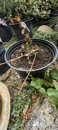 Растения для сада