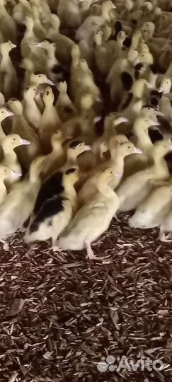 Гусята,утята, муларды