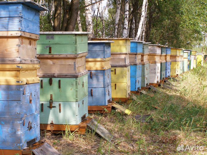 Ульи для пчёл многокорпусные на рутовские и дадано