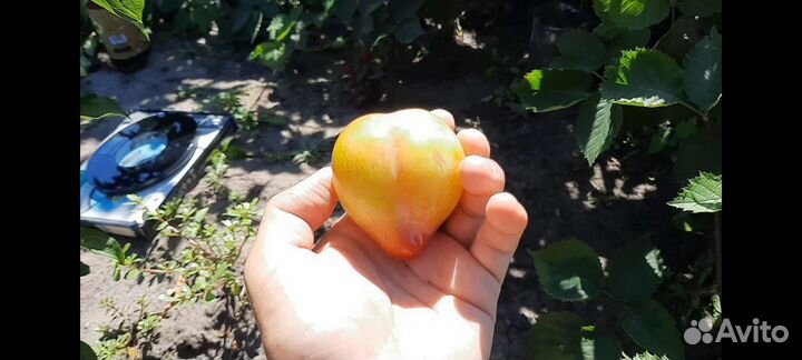 Саженцы диплоидной Сливы Байрон Голд