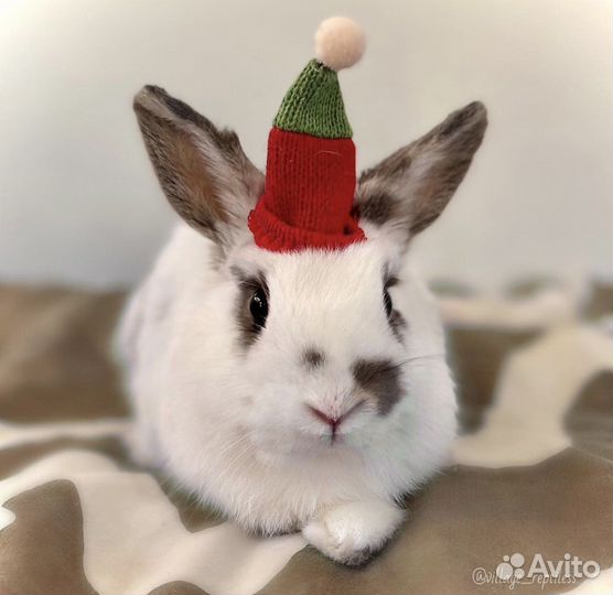 Кролик с вольером и приданным