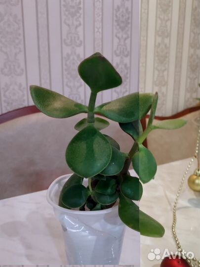 Цветы домашние(толстянка, сансевиерия,диффенбахия)