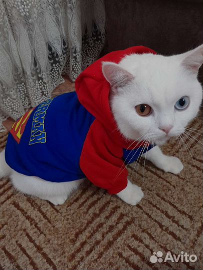 Одежда для маленьких собак