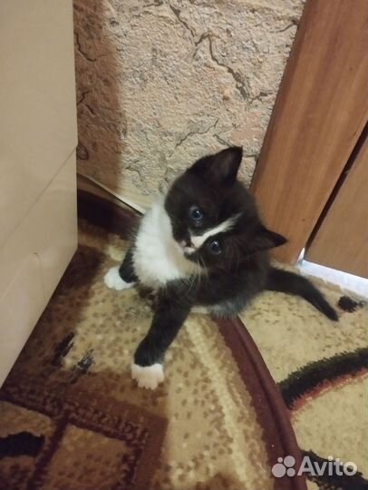 Котята бесплатно