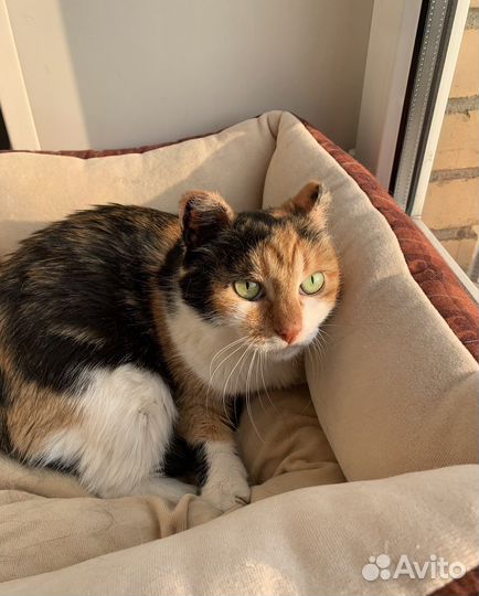 Кошка Рада, хозяевам в радость:)