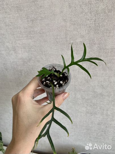 Комнатные растения