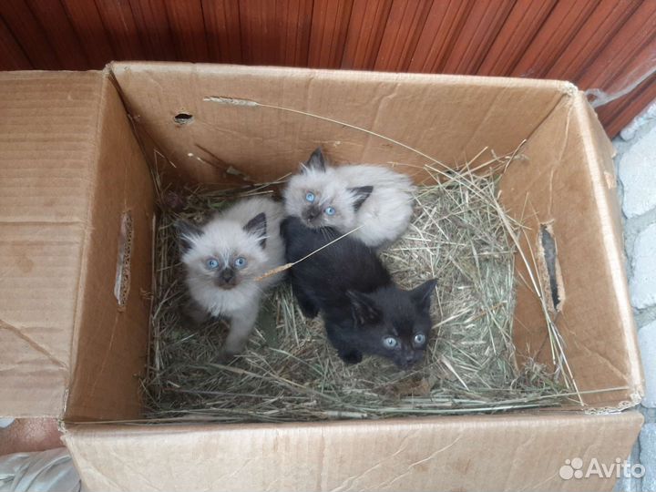 Отдам котят