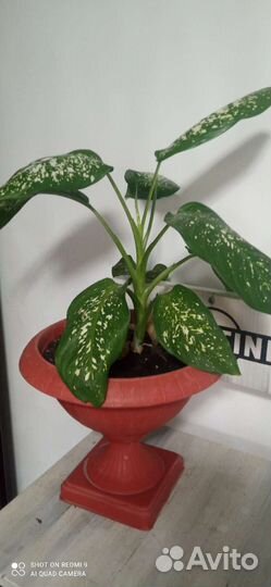 Диффенбахия пятнистая древовидная