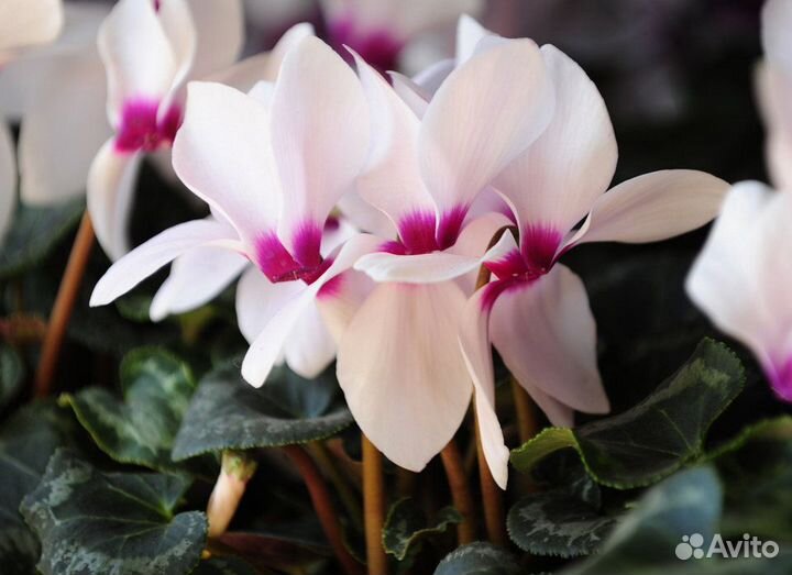 Детки цикламена