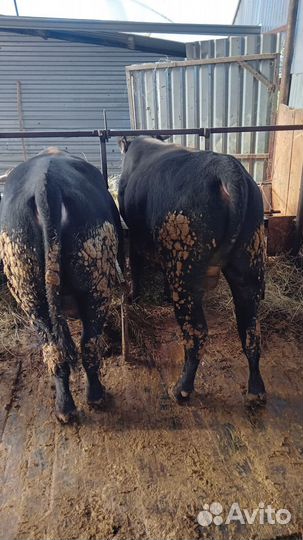 Продам быков