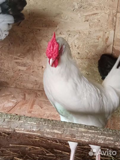 Куры петухи