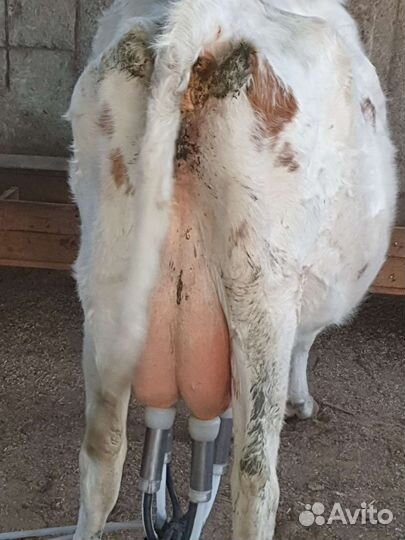 Коровы дойные молочные