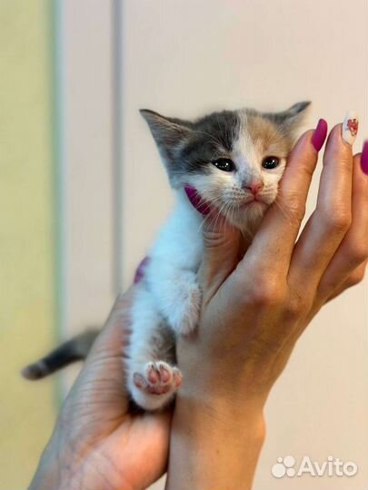 Кошка в дар