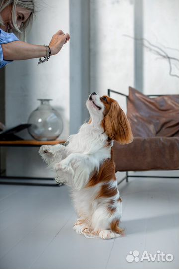 Кавалер кинг чарльз спаниель вязка