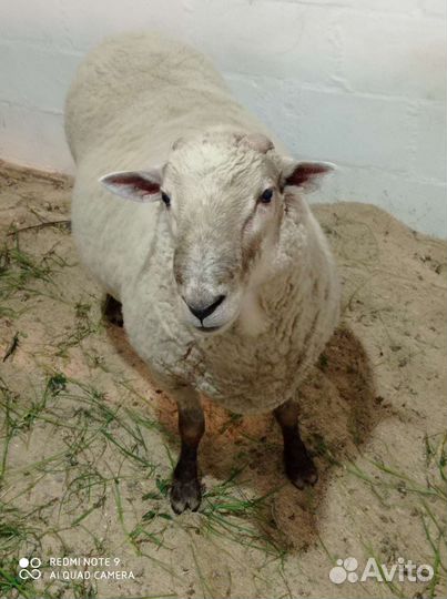 Баран на племя