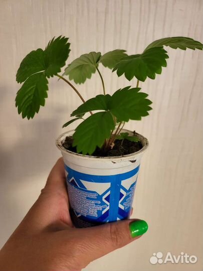 Рассада земляники