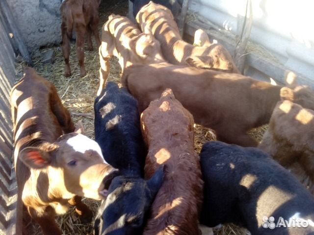 Бычки.бычки