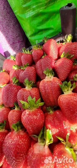 Рассада клубники