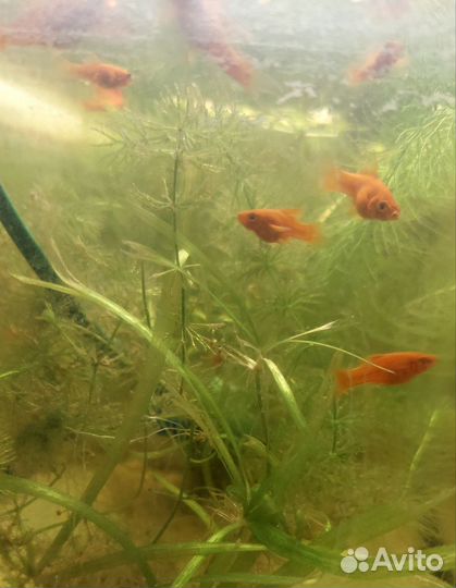 Меченосцы флаговые и вильчатые