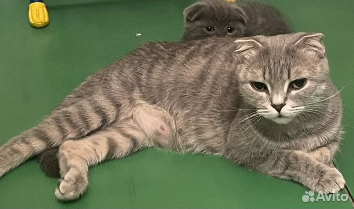 Британская вислоухая кошка