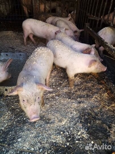 Поросята