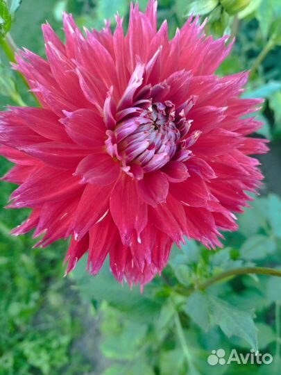 Георгины клубни