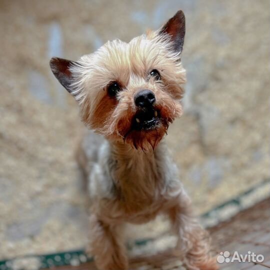 Йорк девочка