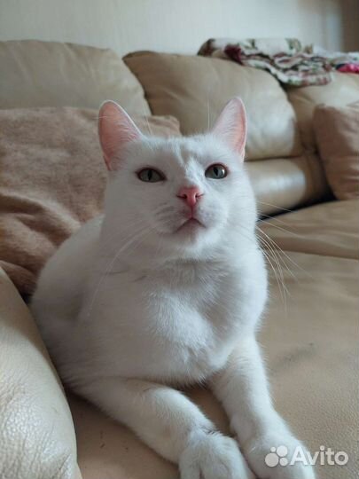 Кошка