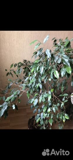 Фикус бенджамина большой