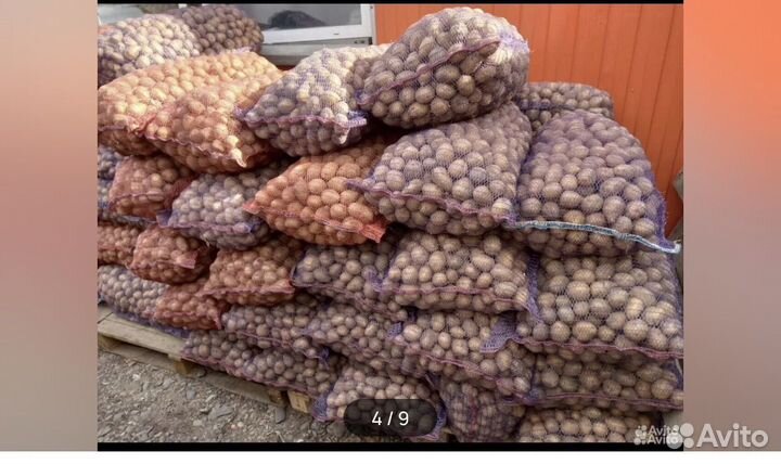 Семенной картофель