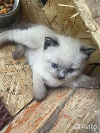 Котёнок в добрые руки