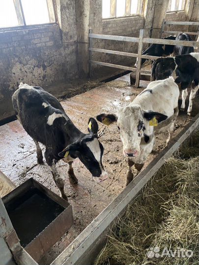 Телята и телки