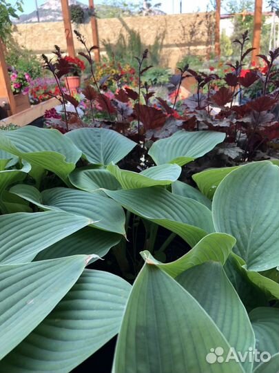 Лагерстремия,хоста,гейхера,гибискус,туя,кипарис