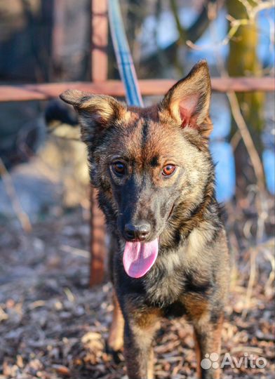 Мини-овчарка в добрые руки