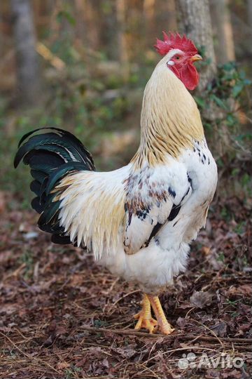 Молодые петухи