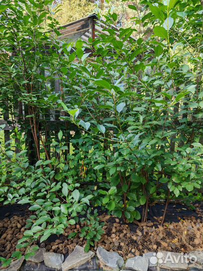 Вищня на ножке