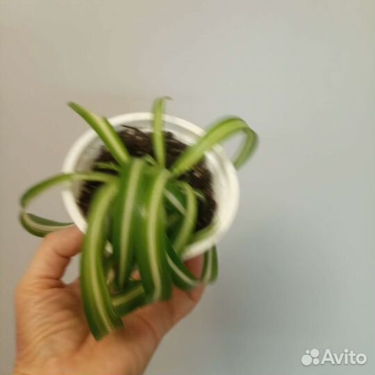 Хлорофитум хохлатый и кудрявый Бонни