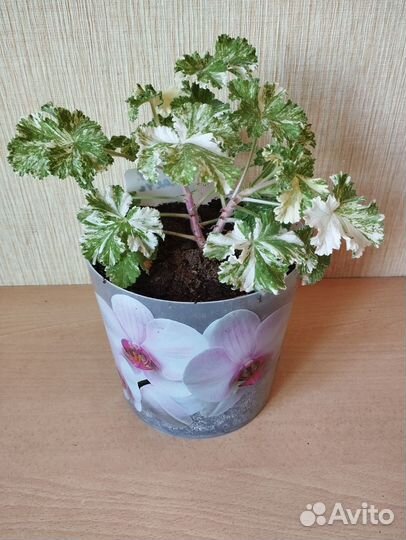 Пеларгония душистая