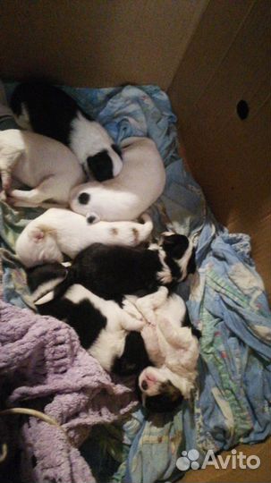 Отдам в добрые руки